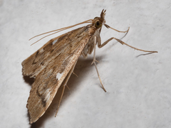 Udea hyalistis