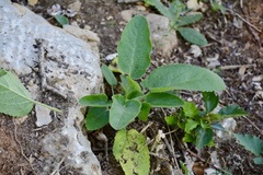 Stachys alpina