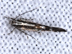 Labdia hexaspila