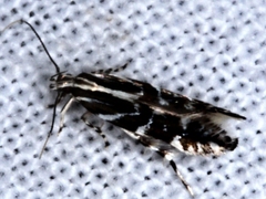 Labdia hexaspila