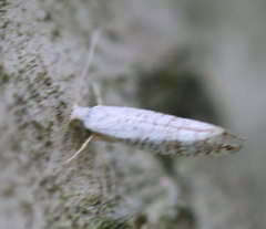 Argyresthia retinella