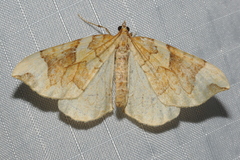 Eulithis propulsata