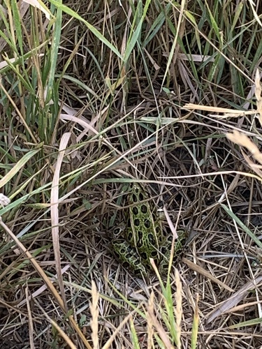 Northern Leopard Frog photographed in Nevada