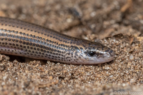 Durban Dwarf Burrowing Skink