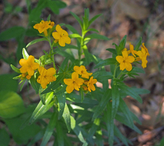 Lithospermum caroliniense
