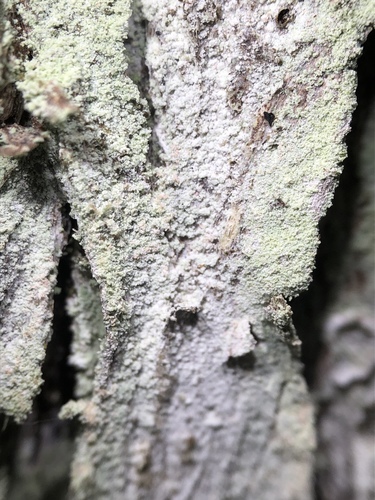 Representative image of Lepraria eburnea