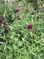 Knautia macedonica