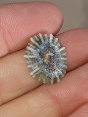 Siphonaria denticulata