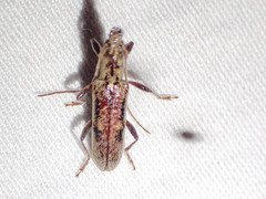 Lygesis mendica