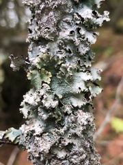 Punctelia caseana