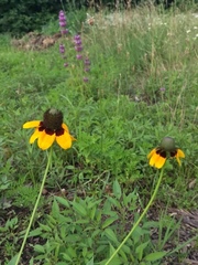 Rudbeckia amplexicaulis