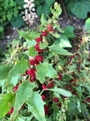 Blitum virgatum