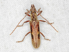 Lygesis mendica