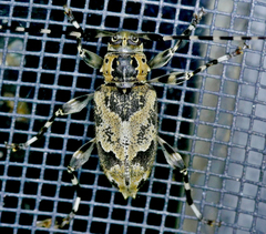 Graphisurus triangulifer