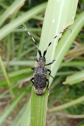 Parapolytretus
