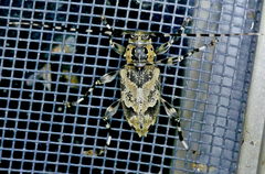 Graphisurus triangulifer
