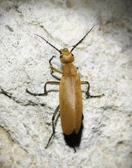 Epicauta immaculata