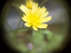 Lapsana communis