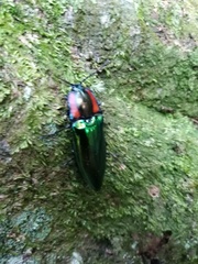 Campsosternus watanabei