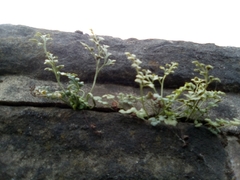 Asplenium ruta-muraria