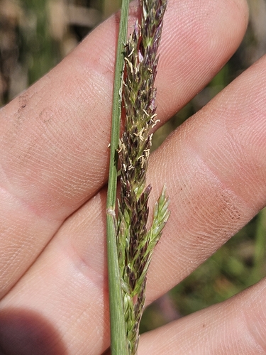 Image of Sporobolus compositus by (c) Chris Poling, some rights reserved (CC BY)