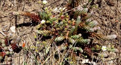 Petrosedum ochroleucum