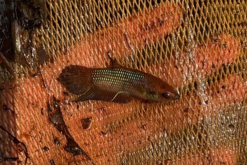 Fraaie strijdvis (Betta pulchra) — Osphronemidae — 5