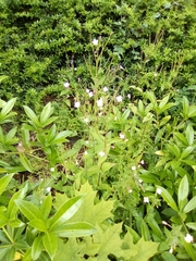 Epilobium