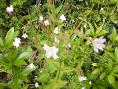 Epilobium