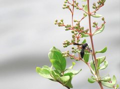 Anterhynchium flavomarginatum