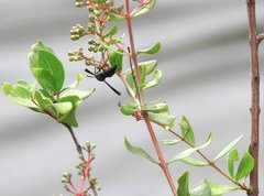 Anterhynchium flavomarginatum