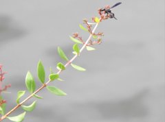 Anterhynchium flavomarginatum