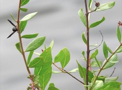 Anterhynchium flavomarginatum