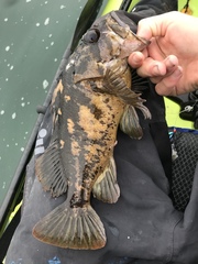 Sebastes chrysomelas