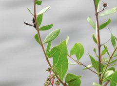 Anterhynchium flavomarginatum