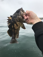 Sebastes chrysomelas