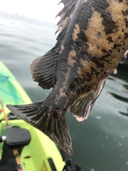 Sebastes chrysomelas