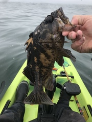 Sebastes chrysomelas