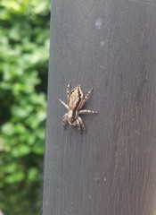 Menemerus bivittatus