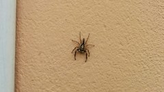 Menemerus bivittatus