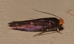 Craniosara pyrotricha