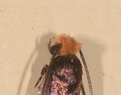 Craniosara pyrotricha