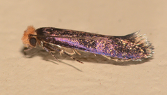 Craniosara pyrotricha