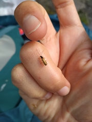 Rhagonycha lignosa