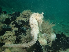 Hippocampus subelongatus