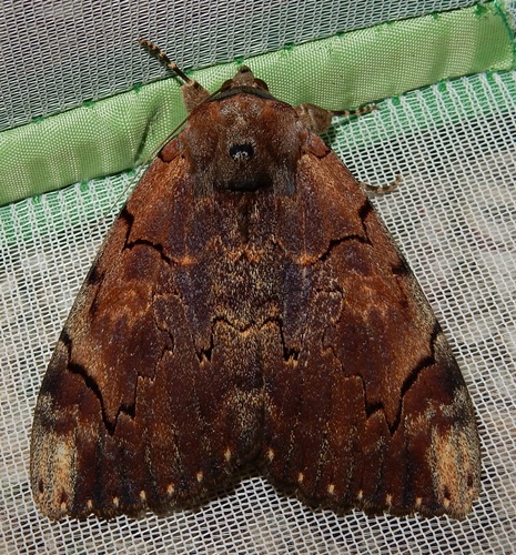 Carissima Underwing photo 3