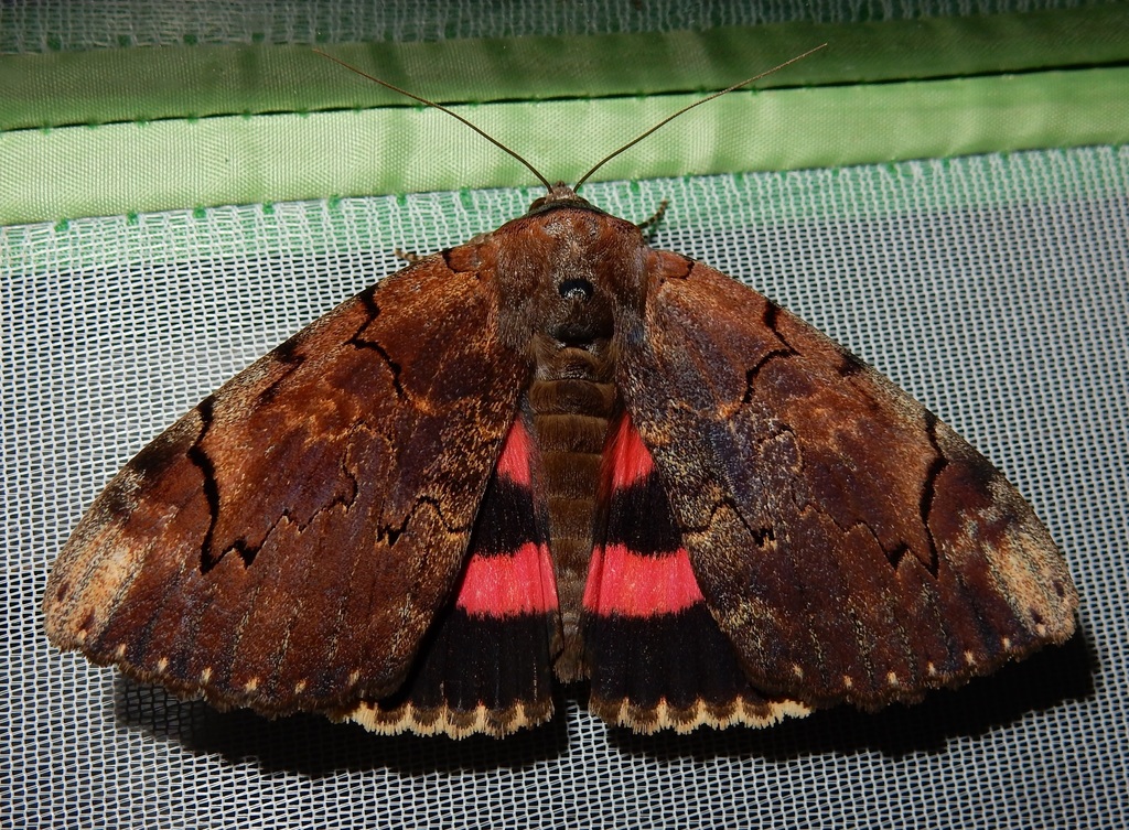 Carissima Underwing
