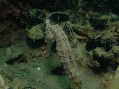 Hippocampus subelongatus
