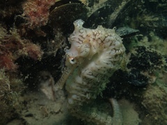 Hippocampus subelongatus