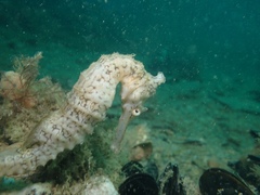 Hippocampus subelongatus